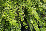 Жимолость блестящая Лемон Бьюти (Lonicera nitida Lemon Beauty) С3