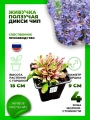 Живучка ползучая Дикси Чип