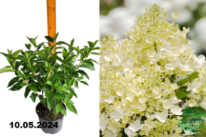 Гортензия метельчатая Милк энд Хани (Hydrangea paniculata Milk & Honey)