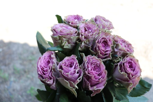 Роза срезочная Византия (Rose Byzantine) ОКС осень 2024 — Питомник