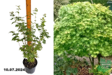 Клён веерный Гоинг Грин (Acer palmatum Going Green) С3