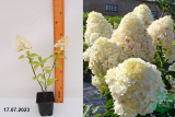 Гортензия метельчатая Сильвер Доллар (Hydrangea paniculata Silver Dollar) Р9