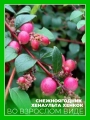 Снежноягодник Хенаульта Хенкок