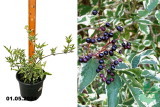 Бузина черная Вариегата (Sambucus nigra Variegata) С3