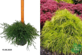 кипарисовик санголд