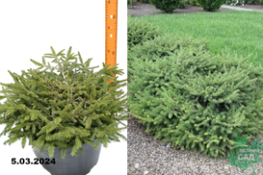 Ель обыкновенная Прокумбенс (Picea abies Procumbens)