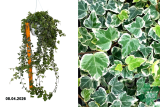 Плющ (хедера) Вайт Вондер (Hedera helix Wonder) Р24