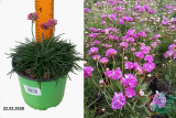Армерия приморская Монинг Стар Дип Роуз (Armeria maritima Morning Star Deep Rose) С1,5