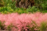 Мюленбергия волосовидная (Muhlenbergia capillaris) Р9
