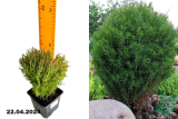 Туя западная Тедди (Thuja occidentalis Teddy) Р9 х
