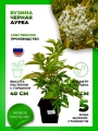 Бузина черная Ауреа