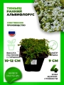 Тимьян ранний Альбифлорус
