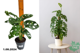 Монстера Манки Мэск (Monstera Monkey Mask) С1