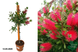 Каллистемон штамб (Callistemon) Р23