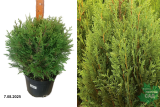 Туя складчатая Литтл Бой (Thuja plicata Little Boy) С7,5