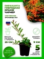 Пираканта гибридная Оранж Чармер