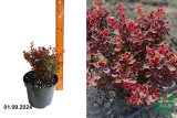 Барбарис Тунберга Голден Руби (Berberis thunbergii Golden Ruby) С3
