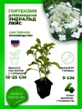 Гортензия древовидная Эмеральд Лейс