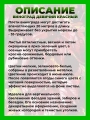 Девичий виноград пятилисточковый красный
