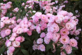 Роза мускусный гибрид Хевенли Пинк (Rosa Hybrid Musk Heavenly Pink)