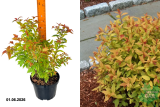 Спирея японская Голдфлэйм (Spiraea japonica Goldflame) С3 лс