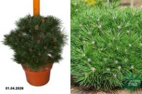 сосна черная брепо