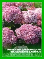 Гортензия древовидная Кандибелле Баблгам