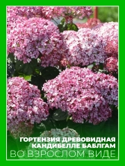 Гортензия древовидная Кандибелле Баблгам