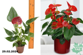 Антуриум Андре Ред (Anthurium Andre Red) Р9