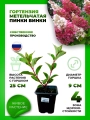 Гортензия метельчатая Пинки Винки