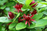 Каликант западный (Calycanthus occidentalis) С3