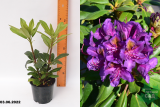 Рододендрон Марсель Менард (Rhododendron Marcel Menard) С1,5
