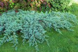 Можжевельник чешуйчатый Блю Карпет (Juniperus squamata Blue Carpet)  С7,5