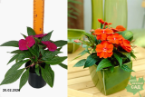 Бальзамин новогвинейский (Impatiens New Guinea) С1