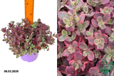 Очиток (седум) Санспарклер Вилдфайр (Sedum Sunsparkler Wildfire) С1,5