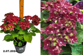 Гортензия крупнолистная Роялти Файер Вингс (Hydrangea macrophylla Royalty Fire Wings) С2+