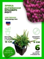 Эрика дарлейенская Крамерс Роут