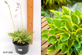 Хоста гибридная Голден Тиара (Hosta hybrid Golden Tiara) С1,5