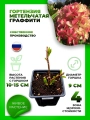 Гортензия метельчатая Граффити