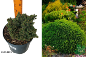 Picea abies Little Gem
