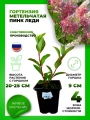 Гортензия метельчатая Пинк Леди