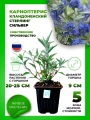 Кариоптерис кландоненский Стерлинг Сильвер