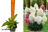 Гортензия метельчатая Роял Фловер (Hydrangea paniculata Royal Flower) Р9