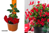 Дипладения Дивина Компакт Ред (Sundaville Classic Red) С1,5