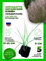 Мискантус китайский Клейн Сильберспайн