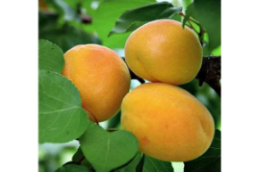 Абрикос Медовый ОКС