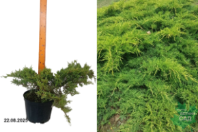 мжжевельник олд голд