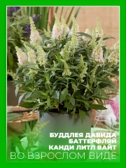 Буддлея Давида Баттерфляй Канди Литтл Вайт