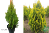 Плосковеточник восточный Пирамидалис Ауреа (Platycladus orientalis Pyramidalis Aurea) С3