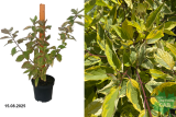Дерен белый Шпэти (Cornus alba Spaethii) С3